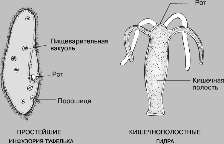 Кракен маркет что это